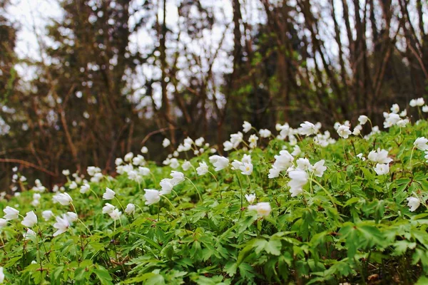 Flores Anémona Blanca Primavera — Foto de Stock