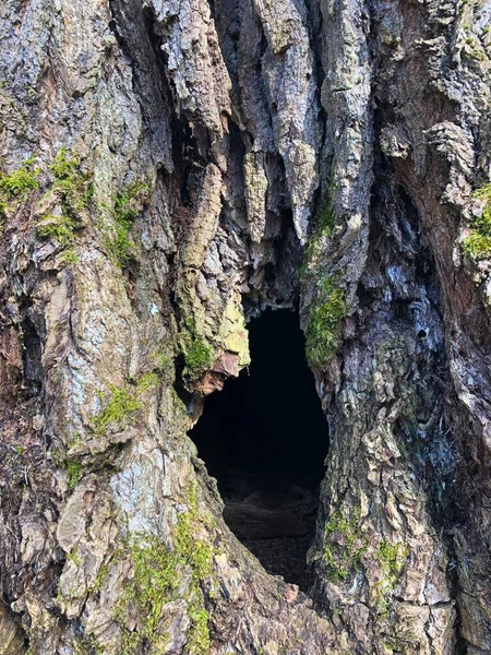 Bark Träd Naturlig Konsistens Ett Hål Trädstam — Stockfoto
