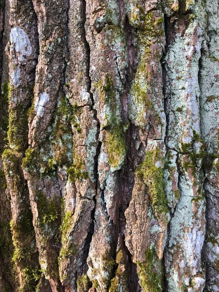Casca Árvore Textura Natural — Fotografia de Stock