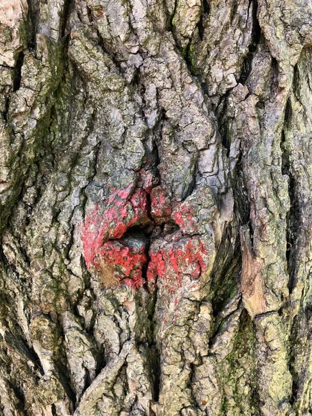 Casca Árvore Com Buraco Forma Uma Boca Aberta Emoldurada Vermelho — Fotografia de Stock