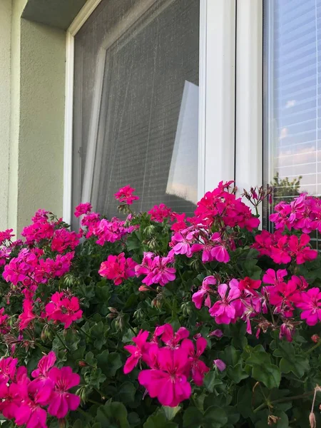 A window on a family house with geraniums in bloom.