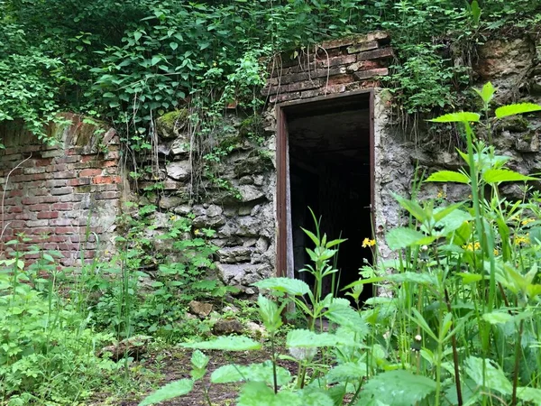 Yeşilliklerle kaplanmış terk edilmiş bir mahzene giriş..