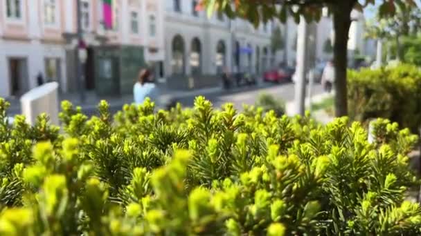 오스트리아 도시거리는 관목으로 뒤덮여 있었다 질높은 Fullhd — 비디오