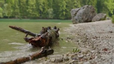 Yukarı Avusturya 'da, Salzkammergut' taki Langbasee Gölü kıyısında dalgalanıyor. Yüksek kalite 4k görüntü