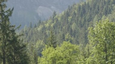 Alp Dağları bölgesinde farklı yeşil tonlarda çam ormanı. Yüksek kalite 4k görüntü