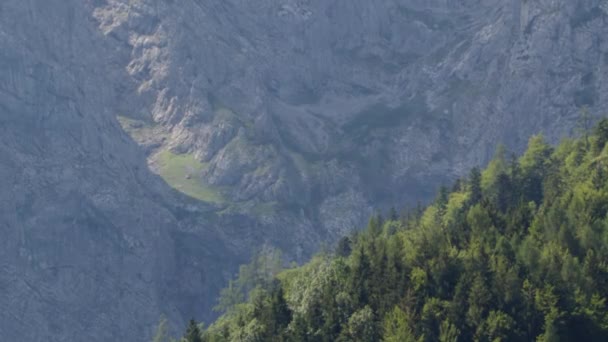 Еловой Лес Скалистая Гора Альпийском Зальцкаммергуте Верхняя Австрия — стоковое видео