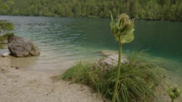 Будяк Прекрасному Альпійському Озері Langbathsee Зальцкаммергуті Верхня Австрія Кадри Високої — стокове відео