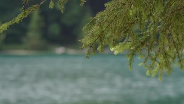 Pine Wood Branches Azure Alpine Lake Salzkammergut Upper Austria High — Stock Video