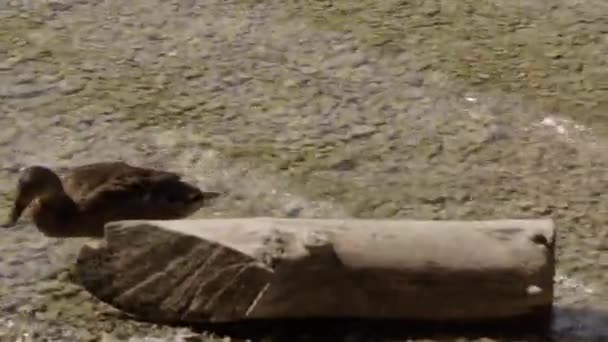 Dzikie Kaczki Pływające Brzegu Alpejskiego Jeziora Wysokiej Jakości Materiał — Wideo stockowe