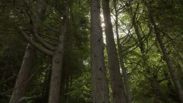 Sonne Beim Blick Durch Den Zirbenwald Salzkammergut Oberösterreich Hochwertiges Filmmaterial — Stockvideo