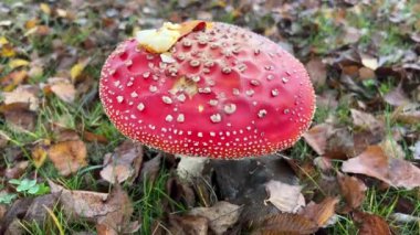 Uçan mantarlı mantarlar sonbahar otlaklarında uçar. Yüksek kalite 4k görüntü