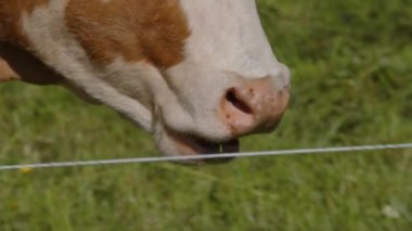 İnekler yaz sonlarında Alp otlaklarında otlarlar. Yüksek kalite 4k görüntü