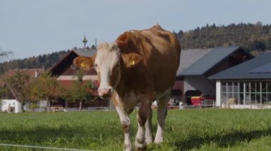 İnekler yaz sonlarında Alp otlaklarında otlarlar. Yüksek kalite 4k görüntü