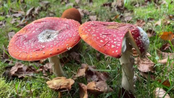 Toadstool Fly Agaric Mushroom Autumn Meadow High Quality Footage — Stock Video