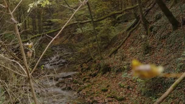 Дикий Поток Протекающий Через Лес Осенью Высококачественные Кадры — стоковое видео