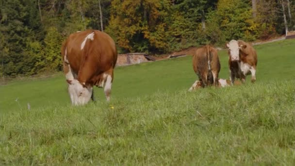 Koeien Grazen Alpenweiden Late Zomer Hoge Kwaliteit Beeldmateriaal — Stockvideo