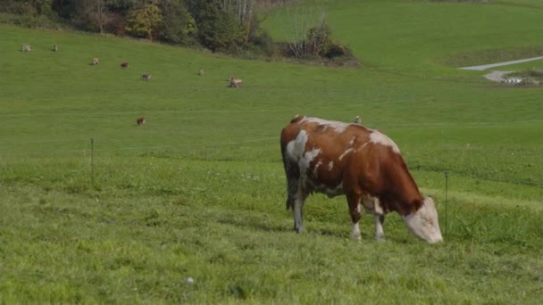 Vacche Pascolo Pascolo Alpino Fine Estate Filmati Alta Qualità — Video Stock