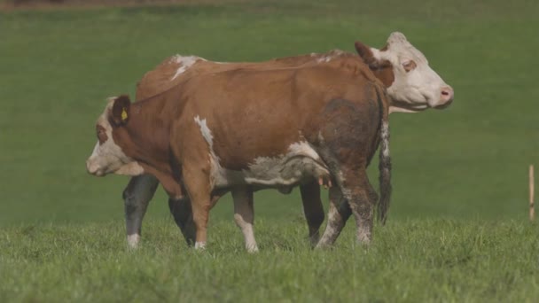 Αγελάδες Που Βόσκουν Αλπικούς Βοσκότοπους Στα Τέλη Του Καλοκαιριού Υψηλής — Αρχείο Βίντεο