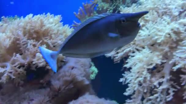 수족관에서 헤엄치는 말미잘 물고기 고품질 — 비디오
