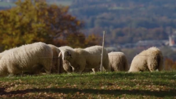 Flock Sheep Grazing Pasture Sunlight High Quality Footage — Stock Video