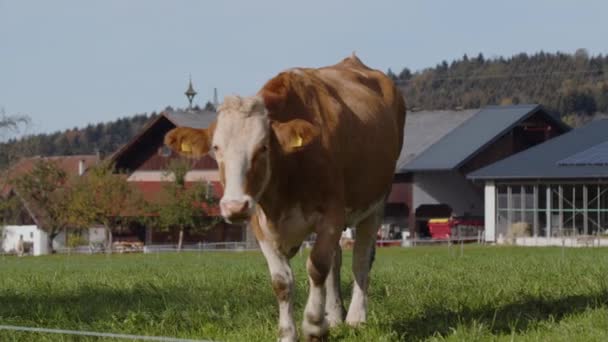 Vacas Pastando Pastagens Alpinas Final Verão Imagens Alta Qualidade — Vídeo de Stock