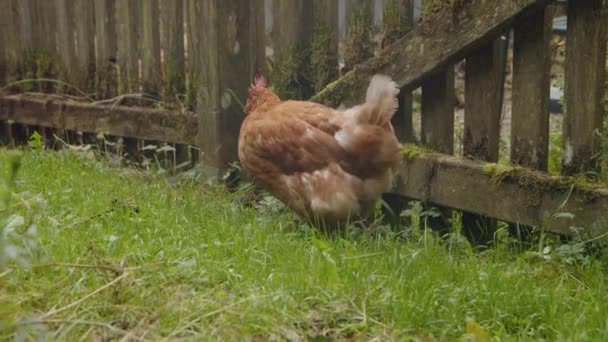 Chicken Searching Food Garden High Quality Footage — Stock Video