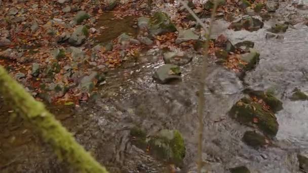 Jesienią Przez Las Przepływa Dziki Potok Wysokiej Jakości Materiał — Wideo stockowe