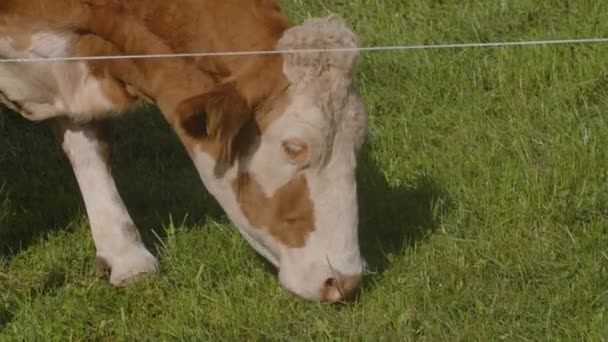 奶牛在高山牧场吃草 高质量的4K镜头 — 图库视频影像