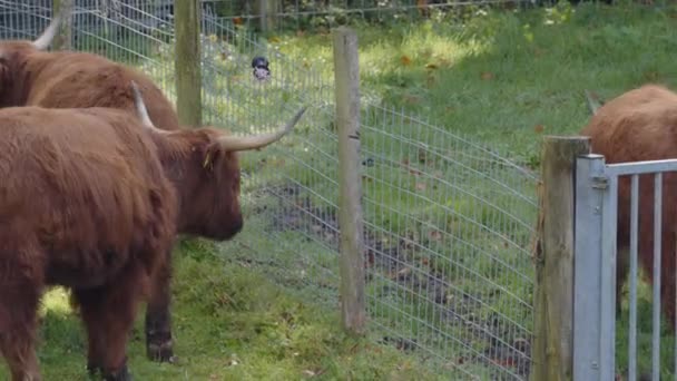Schotse Hooglandrunderen Grazen Weiden Hoge Kwaliteit Beeldmateriaal — Stockvideo