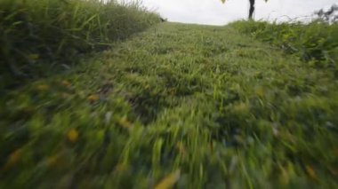 Gün ışığında Paulownia ağacının etrafında dolaşıyordu. Yüksek kalite 4k görüntü