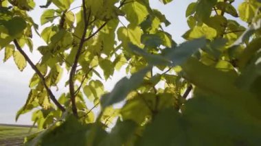 Gün ışığında Paulownia ağacının etrafında dolaşıyordu. Yüksek kalite 4k görüntü