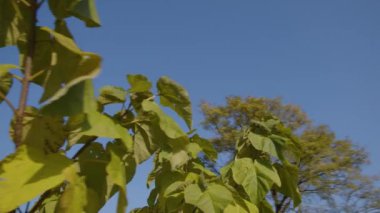 Gün ışığında Paulownia ağacının etrafında dolaşıyordu. Yüksek kalite 4k görüntü