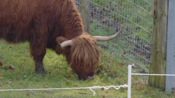 Skót Hegyvidéki Szarvasmarhák Legeltetése Legelőn Kiváló Minőségű Felvételek — Stock videók