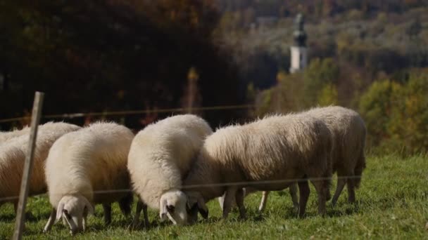 一群羊在阳光下吃草 高质量的4K镜头 — 图库视频影像