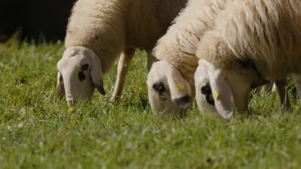 一群羊在阳光下吃草 高质量的4K镜头 — 图库视频影像