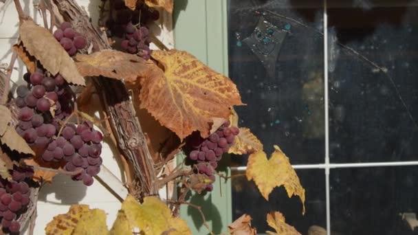 葡萄藤上的多彩的叶子和葡萄 高质量的4K镜头 — 图库视频影像