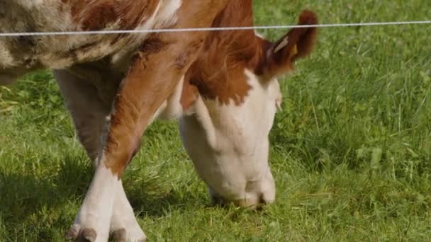Kühe Weiden Spätsommer Auf Der Alm Hochwertiges Filmmaterial — Stockvideo