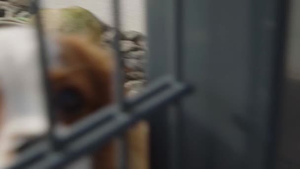 Młody Zabawny Pies Machający Ogonem Przed Domem Wysokiej Jakości Materiał — Wideo stockowe