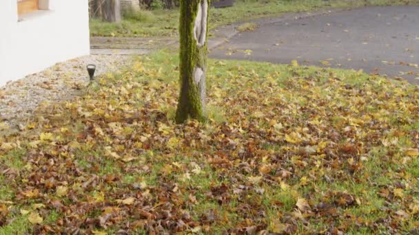 Bunte Abgefallene Blätter Unter Einem Ahornbaum Der Nähe Des Hauses — Stockvideo