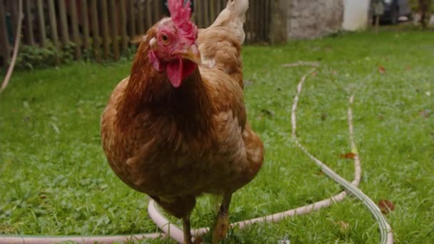 Chicken Searching Food Garden High Quality Footage — Stock Video