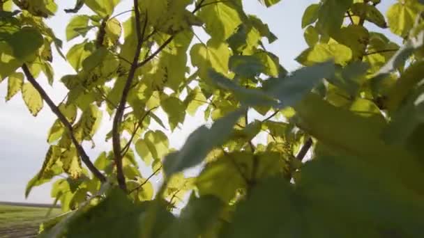 Κινείται Γύρω Από Δέντρο Paulownia Στη Λιακάδα Υψηλής Ποιότητας Πλάνα — Αρχείο Βίντεο