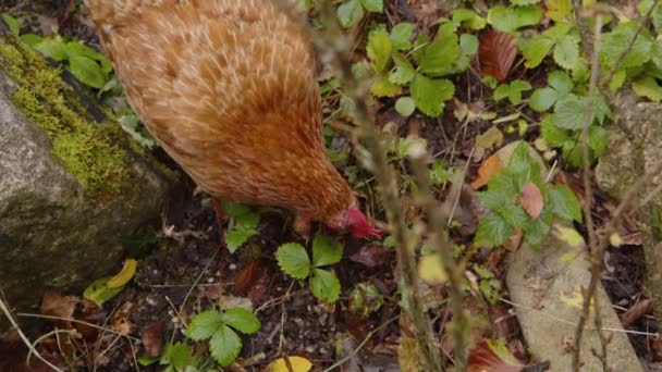 Csirke Keres Ételt Kertben Kiváló Minőségű Felvételek — Stock videók