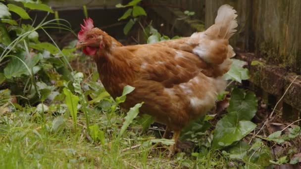 Kyckling Söker Mat Trädgården Högkvalitativ Film — Stockvideo