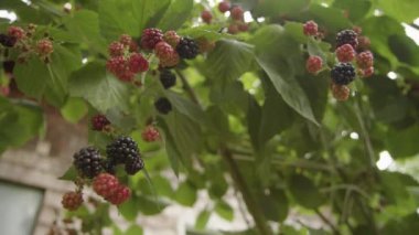 Bahçede böğürtlen böğürtlenleri. Yüksek kalite 4k görüntü