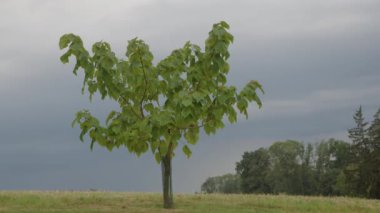Bahçede yetişen Paulownia BlueBell ağacı. Gökyüzünde kara yağmur bulutları var. Yüksek kalite 4k görüntü