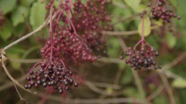 Yazın olgun meyveli mürver ağacı. Yüksek kalite 4k görüntü