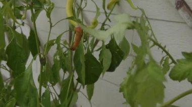 Ev bahçesindeki saksılarda domates ve biber yetişiyor. Yüksek kalite 4k görüntü
