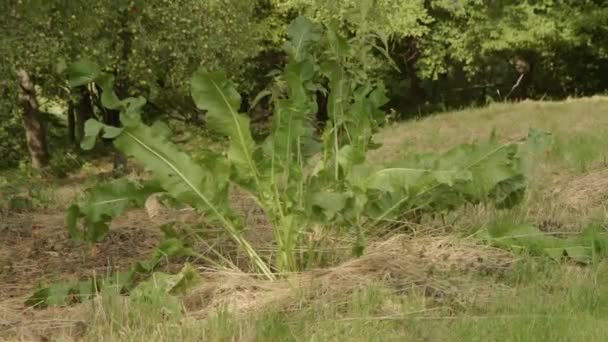 Bahçede Yetişen Yabanturpu Bitkisi Yüksek Kalite Görüntü — Stok video