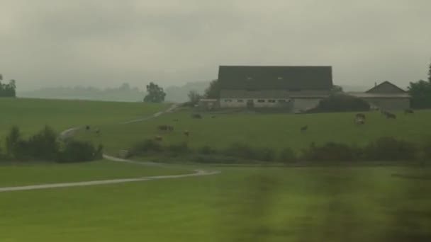 Krowy Pastwiskach Wsi Salzburgu Wysokiej Jakości Materiał — Wideo stockowe