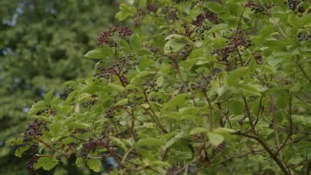 Arbusto Sabugueiro Com Fruta Madura Verão Imagens Alta Qualidade — Vídeo de Stock